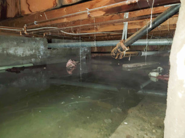 Best Professional water damage repair  in Fredonia, NY